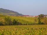 Vineyards near Obernai