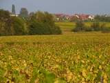 Vineyards near Obernai