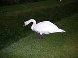 Local birdlife
