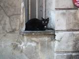 Another pussycat who sneaked into the bear photos