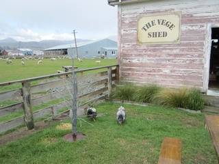 The Vege Shed