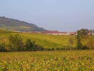 Vineyard Obernai