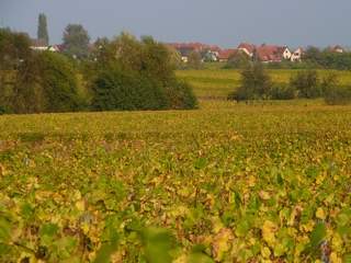 Vineyard Obernai