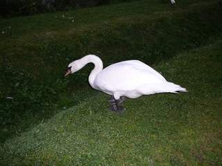 local wildlife