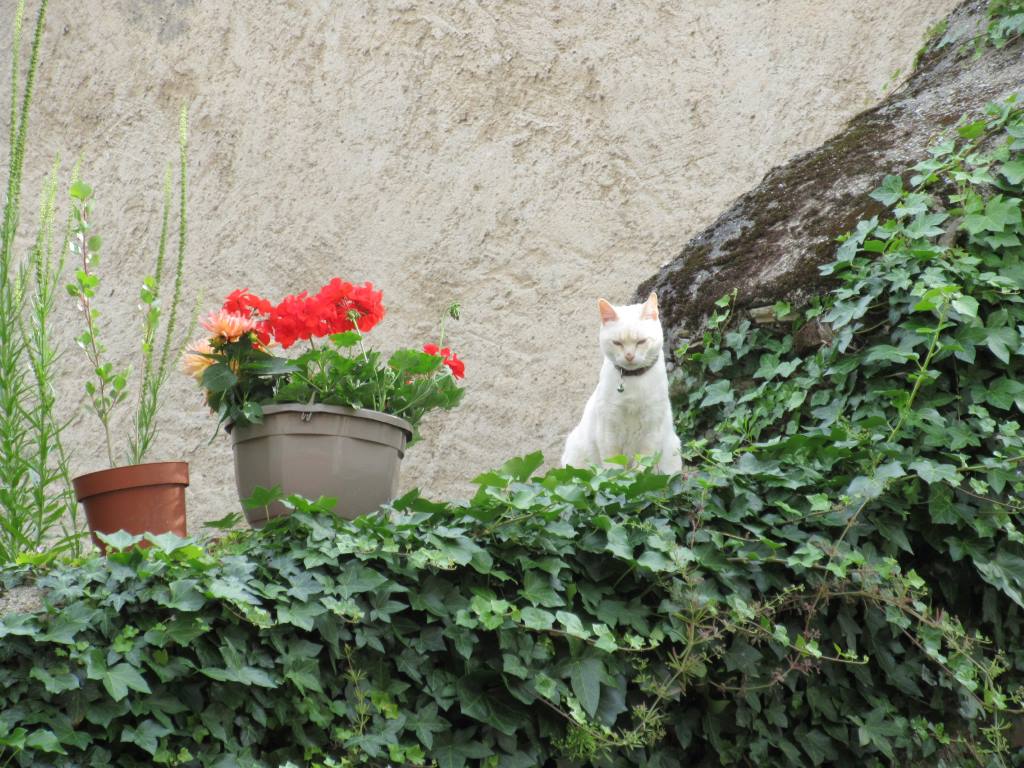 watch-cat